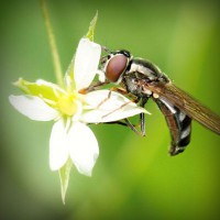 /album/omeskokra/photolia-a02-jpg/