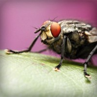 /album/omeskokra/photolia-a08-jpg/